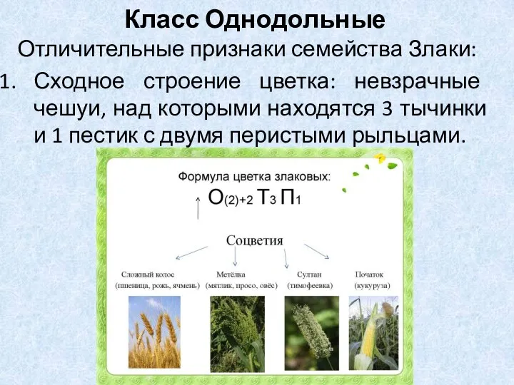 Отличительные признаки семейства Злаки: Сходное строение цветка: невзрачные чешуи, над которыми