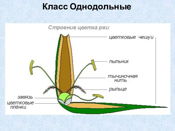 Класс Однодольные