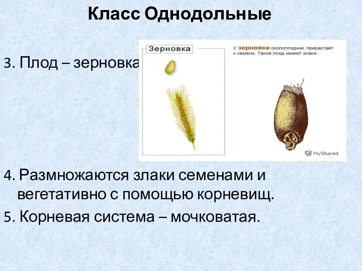 3. Плод – зерновка. 4. Размножаются злаки семенами и вегетативно с