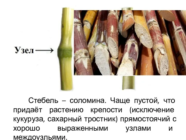 Стебель – соломина. Чаще пустой, что придаёт растению крепости (исключение кукуруза,