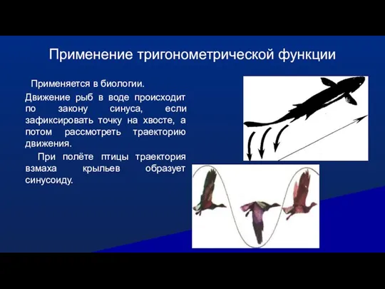 Применение тригонометрической функции Применяется в биологии. Движение рыб в воде происходит