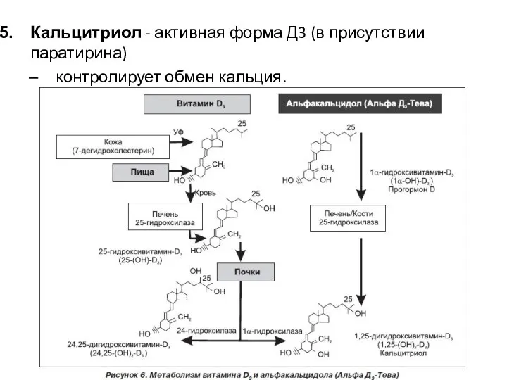 Кальцитриол - активная форма Д3 (в присутствии паратирина) контролирует обмен кальция.