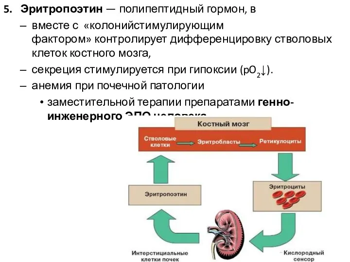 5. Эритропоэтин — полипептидный гормон, в вместе с «колонийстимулирующим фактором» контролирует