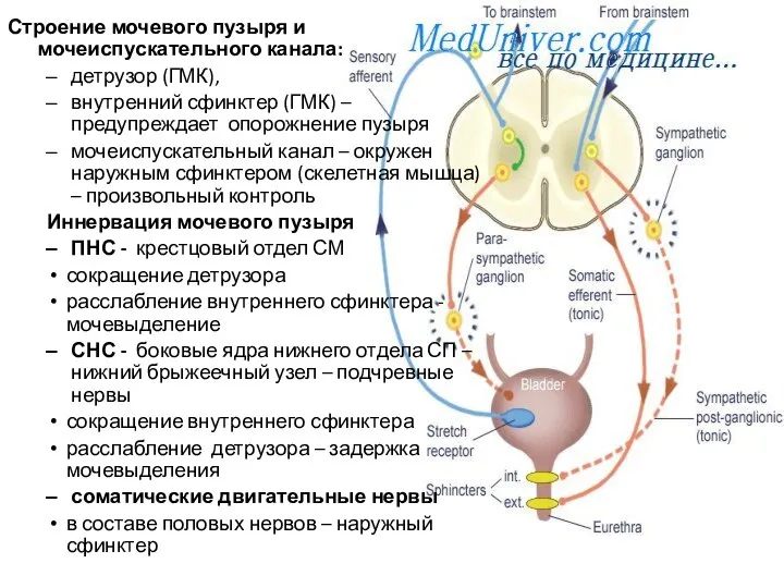 Строение мочевого пузыря и мочеиспускательного канала: детрузор (ГМК), внутренний сфинктер (ГМК)