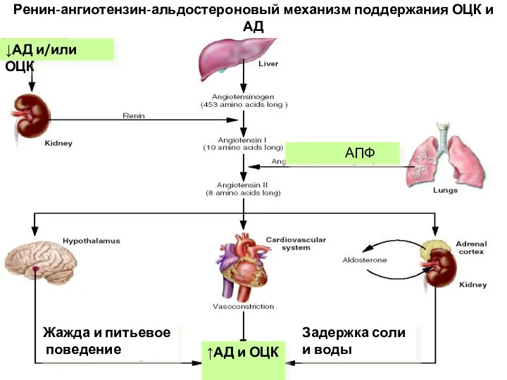 Ренин-ангиотензин-альдостероновый механизм поддержания ОЦК и АД ↑АД и ОЦК АПФ Жажда