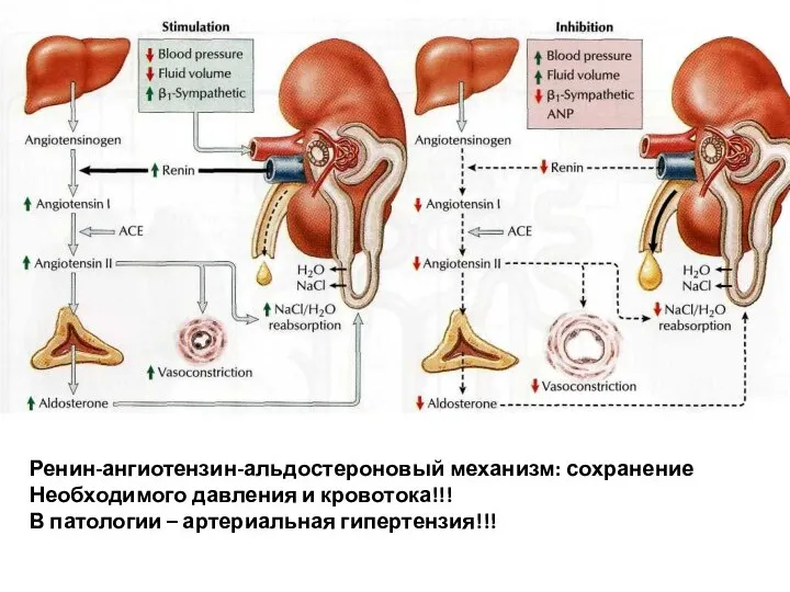 Ренин-ангиотензин-альдостероновый механизм: сохранение Необходимого давления и кровотока!!! В патологии – артериальная гипертензия!!!