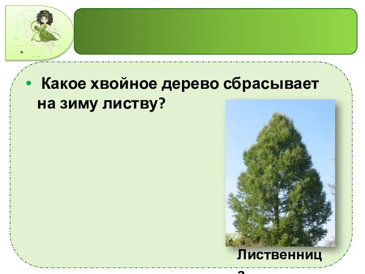 Какое хвойное дерево сбрасывает на зиму листву? Лиственница