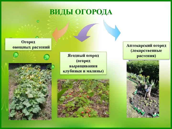 Огород овощных растений Аптекарский огород (лекарственные растения) Ягодный огород (огород выращивания клубники и малины) ВИДЫ ОГОРОДА