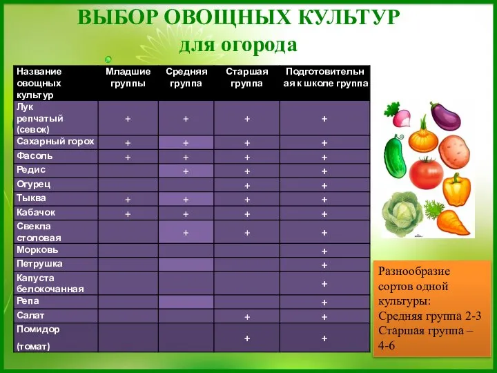 ВЫБОР ОВОЩНЫХ КУЛЬТУР для огорода Разнообразие сортов одной культуры: Средняя группа 2-3 Старшая группа – 4-6