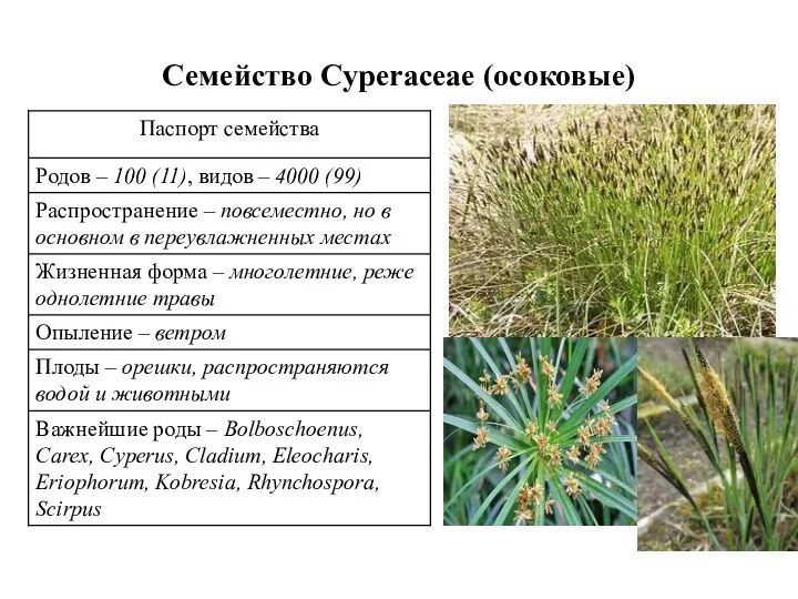 Семейство Cyperaceae (осоковые)