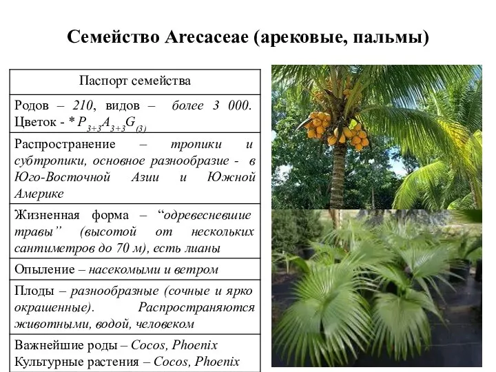 Семейство Arecaceae (арековые, пальмы)