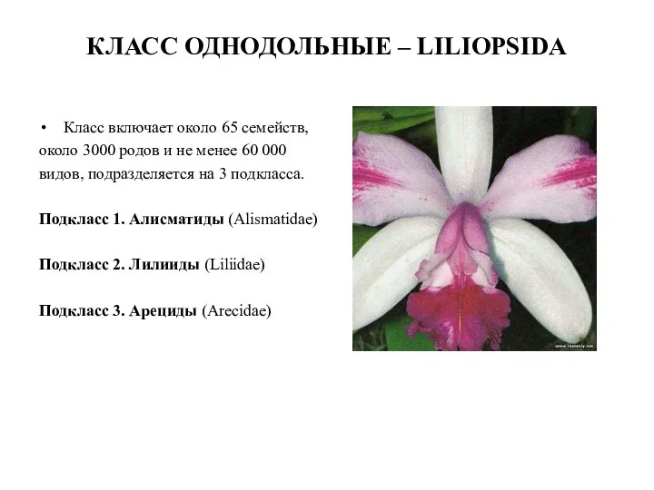 КЛАСС ОДНОДОЛЬНЫЕ – LILIOPSIDA Класс включает около 65 семейств, около 3000