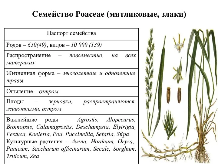 Семейство Poaceae (мятликовые, злаки)