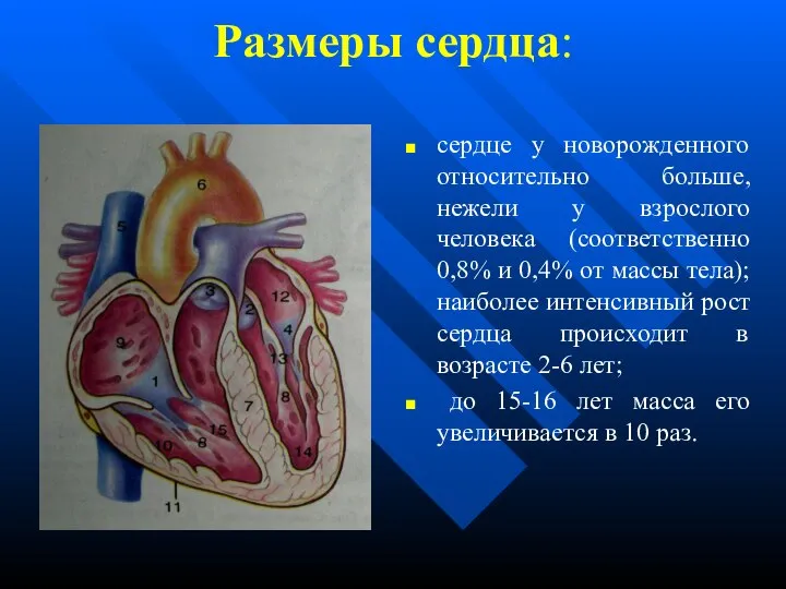 Размеры сердца: сердце у новорожденного относительно больше, нежели у взрослого человека