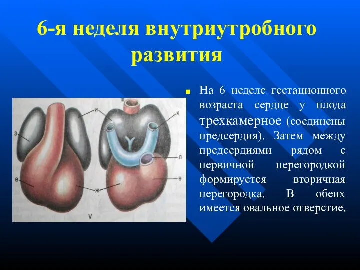 6-я неделя внутриутробного развития На 6 неделе гестационного возраста сердце у