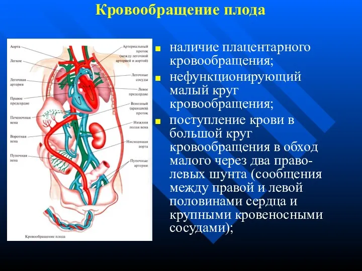 Кровообращение плода наличие плацентарного кровообращения; нефункционирующий малый круг кровообращения; поступление крови