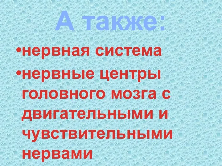 А также: нервная система нервные центры головного мозга с двигательными и чувствительными нервами