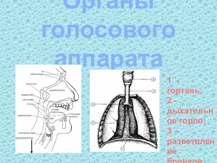Органы голосового аппарата 1 - гортань; 2 - дыхательное горло; 3 - разветвление бронхов; 4 -легкие;