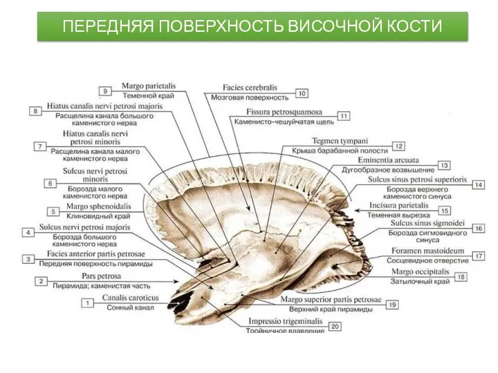 ПЕРЕДНЯЯ ПОВЕРХНОСТЬ ВИСОЧНОЙ КОСТИ