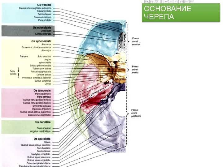 ВНУТРЕННЕЕ ОСНОВАНИЕ ЧЕРЕПА