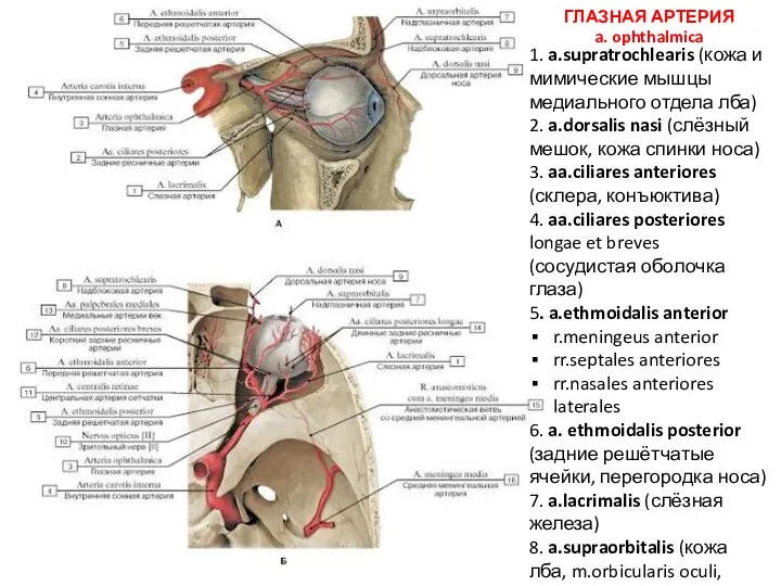 ГЛАЗНАЯ АРТЕРИЯ a. ophthalmica 1. a.supratrochlearis (кожа и мимические мышцы медиального