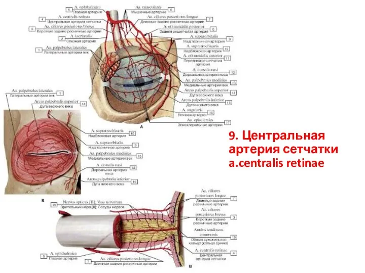 9. Центральная артерия сетчатки a.centralis retinae