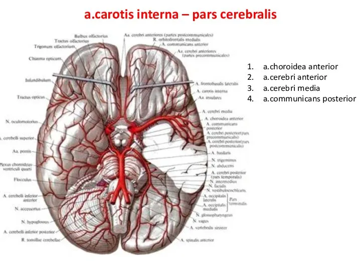 a.carotis interna – pars cerebralis a.choroidea anterior a.cerebri anterior a.cerebri media a.communicans posterior