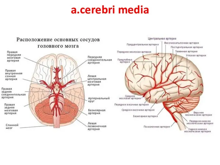 a.cerebri media