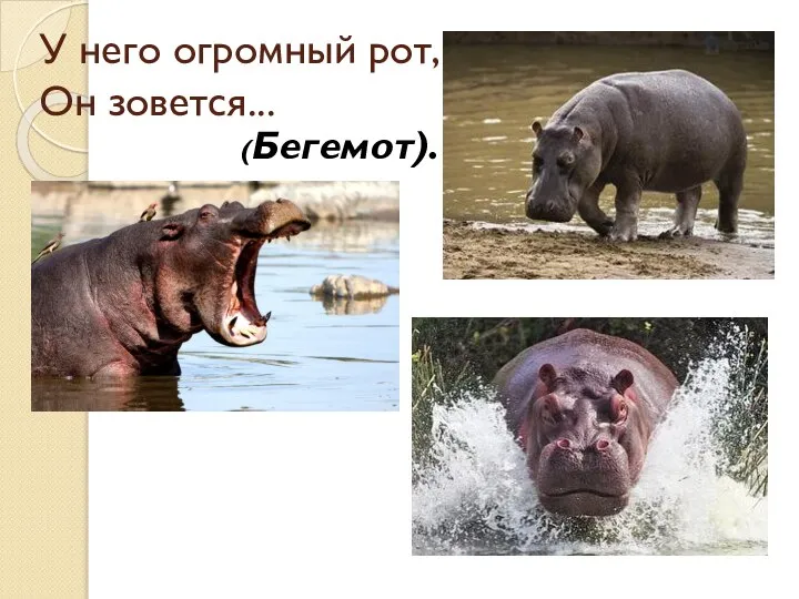 У него огромный рот, Он зовется... (Бегемот).