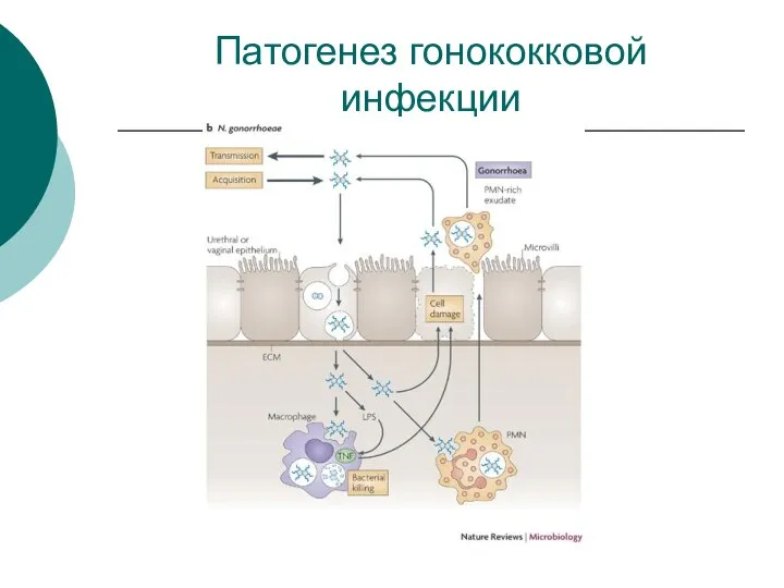 Патогенез гонококковой инфекции