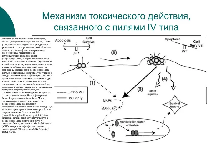 Механизм токсического действия, связанного с пилями IV типа Митоген-активируемые протеинкиназы, МАПК