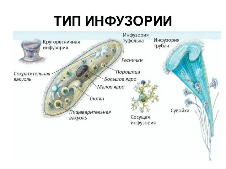 ТИП ИНФУЗОРИИ