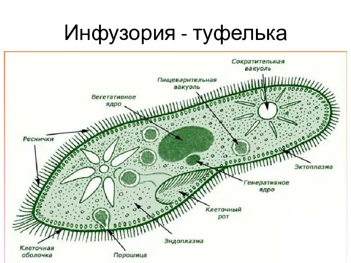 Инфузория - туфелька