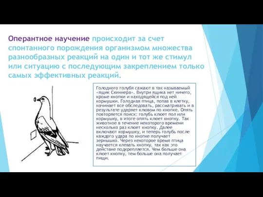 Оперантное научение происходит за счет спонтанного порождения организмом множества разнообразных реакций