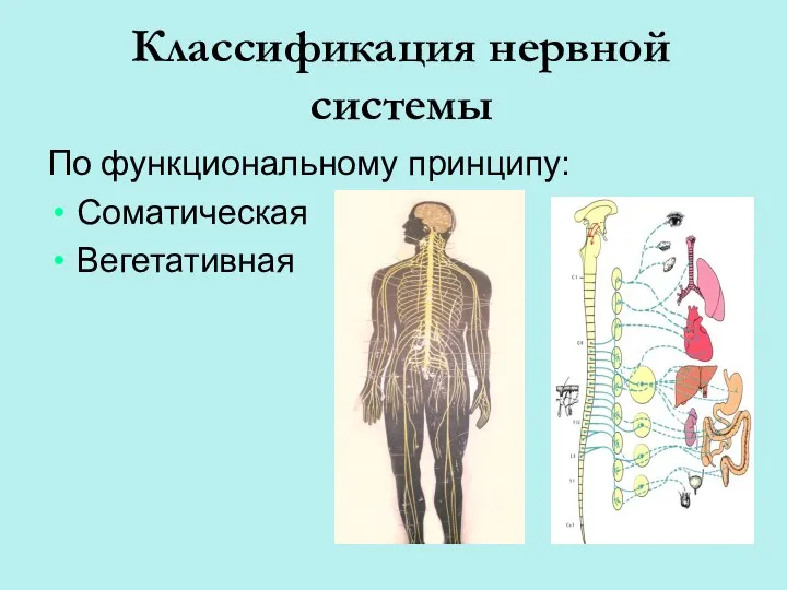 Классификация нервной системы По функциональному принципу: Соматическая Вегетативная