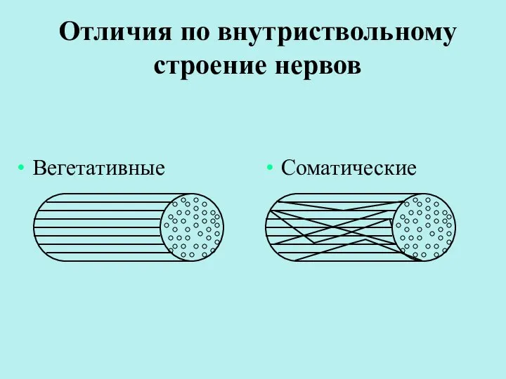 Отличия по внутриствольному строение нервов Вегетативные Соматические