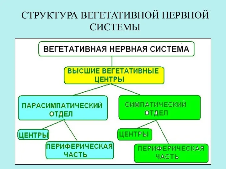 СТРУКТУРА ВЕГЕТАТИВНОЙ НЕРВНОЙ СИСТЕМЫ