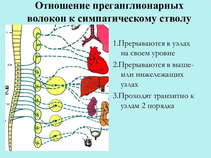 Отношение преганглионарных волокон к симпатическому стволу 1.Прерываются в узлах на своем