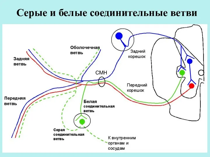 Серые и белые соединительные ветви