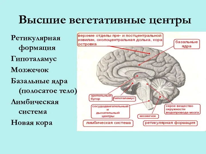 Высшие вегетативные центры Ретикулярная формация Гипоталамус Мозжечок Базальные ядра (полосатое тело) Лимбическая система Новая кора