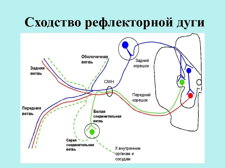 Сходство рефлекторной дуги