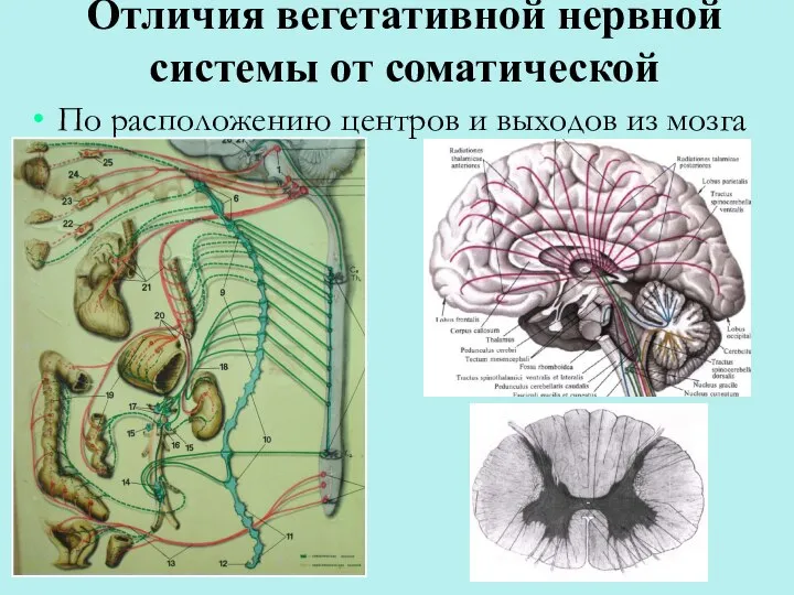 Отличия вегетативной нервной системы от соматической По расположению центров и выходов из мозга