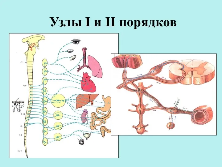 Узлы I и II порядков