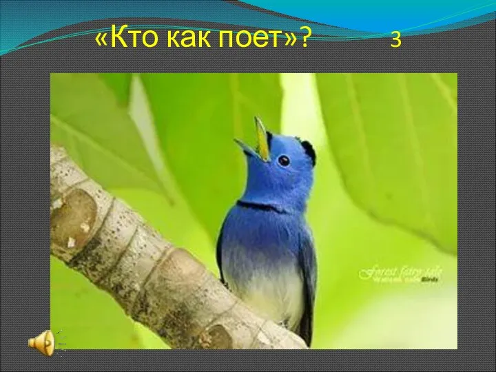 «Кто как поет»? 3