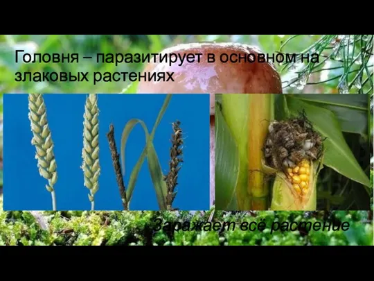 Заражает всё растение Головня – паразитирует в основном на злаковых растениях