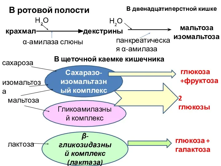 В ротовой полости крахмал Н2О α-амилаза слюны декстрины В двенадцатиперстной кишке