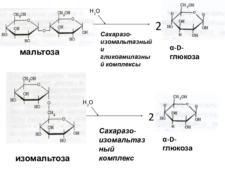 мальтоза Сахаразо-изомальтазный и гликоамилазный комплексы изомальтоза Сахаразо-изомальтазный комплекс