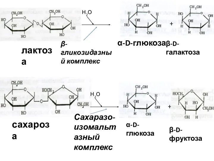 лактоза β-D-галактоза β-гликозидазный комплекс Н2О α-D-глюкоза + сахароза Н2О α-D-глюкоза + сахароза β-D-фруктоза Сахаразо-изомальтазный комплекс