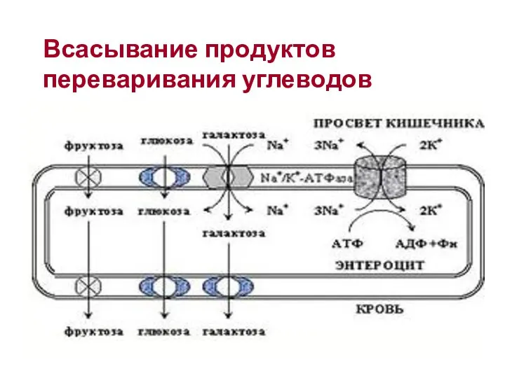 Всасывание продуктов переваривания углеводов