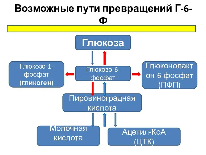 Возможные пути превращений Г-6-Ф Глюкозо-6-фосфат Глюкоза Глюконолактон-6-фосфат (ПФП) Глюкозо-1-фосфат (гликоген) Пировиноградная кислота Молочная кислота Ацетил-КоА (ЦТК)